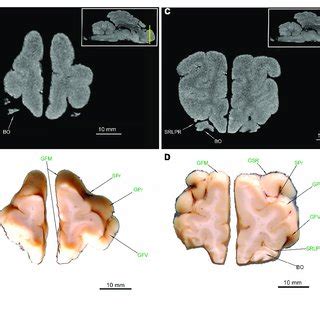 (PDF) The Brain Anatomy of the Brown Bear (Carnivora, Ursus arctos L., 1758) Compared to That of ...