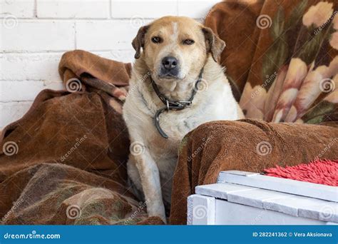 Brown Dog with Floppy Ears Close-up Portrait Stock Photo - Image of breed, looking: 282241362