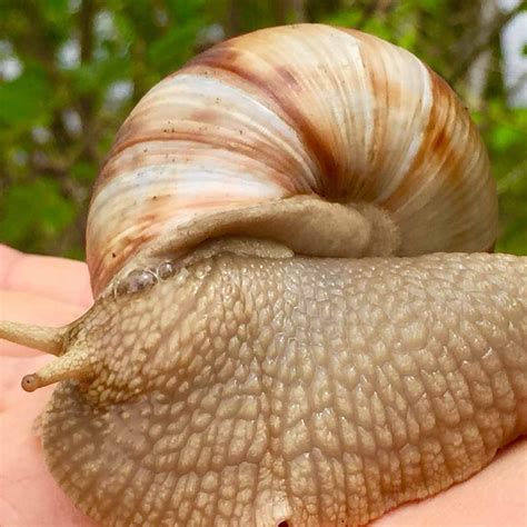 Facts you need to know about Snails as Pets before Adopting One - Miles ...