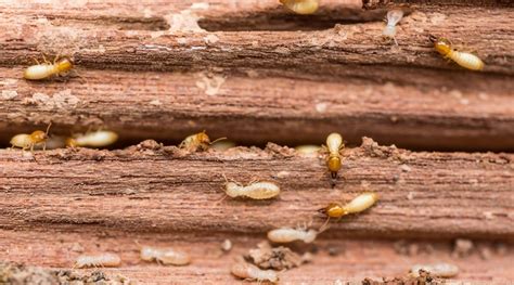 Termite Droppings: How To Spot Termite Poop vs. Saw Dust In Your House