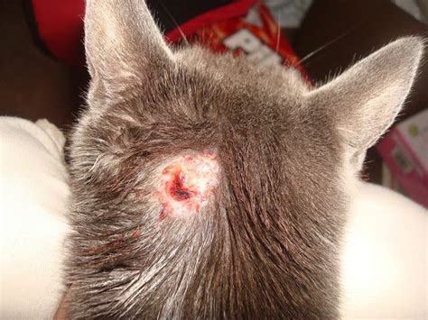 Can You Use Neosporin On Cats - http://pets-ok.com/can-you-use-neosporin-on-cats-cats-709.html ...