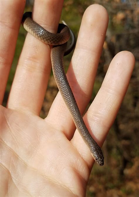 Cute rough earth snake I found in NC. Such delicate little faces! : r ...