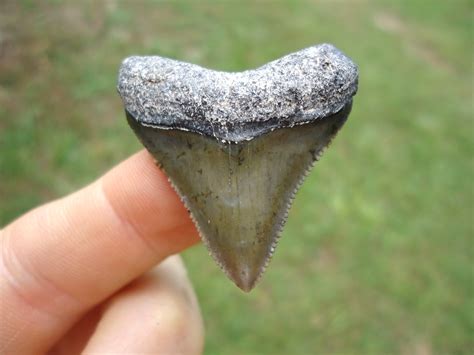 Super Sharp Bone Valley Megalodon Shark Tooth | Bone Valley Shark Teeth | FOSSILS | Prehistoric ...