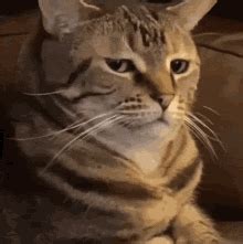 Cat Bruh GIF - Cat Bruh Annoyed - Discover & Share GIFs