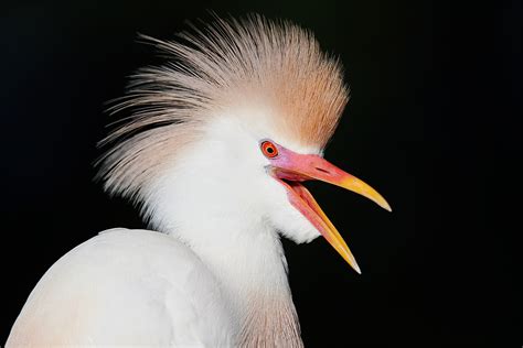 Cattle Egret Surprise, Two Great Subject/Background Combos, and An Exposure Question « Arthur ...