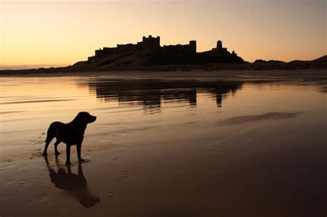 Guide to dog-friendly beaches in the UK | holidaycottages.co.uk