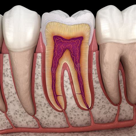 Molar Anatomy in Details. 3D Illustration of Human Teeth Stock ...