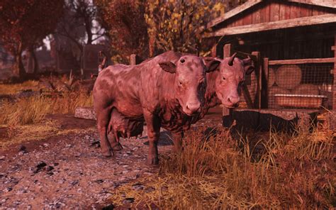 Brahmin (Fallout 76) - Independent Fallout Wiki