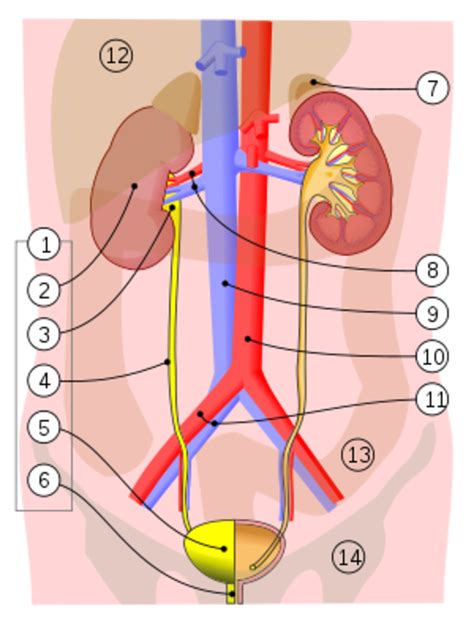 List of the Signs and Symptoms of a Kidney Infection