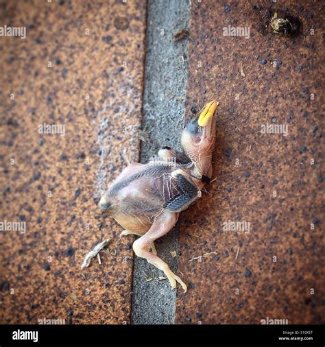 Dead bird chick hi-res stock photography and images - Alamy