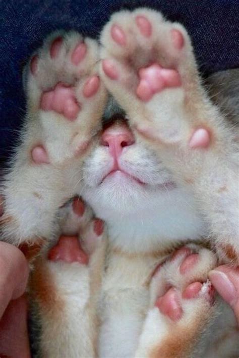 15 Cats That Love Showing Off Their Jelly Beans! | Kittens cutest, Cat paws, Beautiful cats