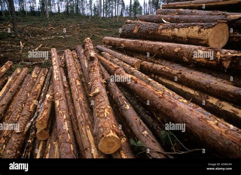 Lapland logging hi-res stock photography and images - Alamy