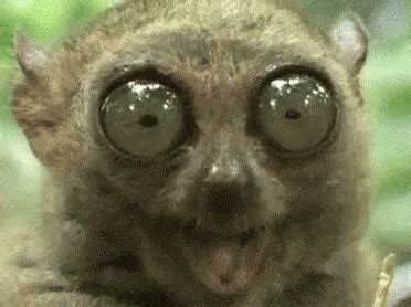 Tarsier Chewing GIF - Tarsier Chewing Big Eyes - Discover & Share GIFs