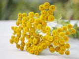 11 Incredible Benefits & Uses of Tansy | Organic Facts