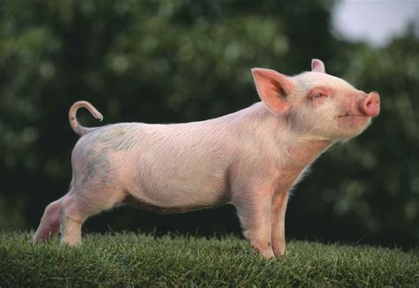 What Is the Best Pig Breed For Your Farm?