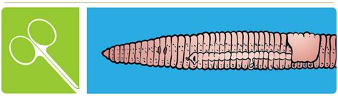 Earthworm Dissection | Carolina Biological Supply