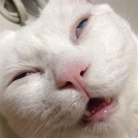 35 Cats Pulling the Most Ridiculous Faces Imaginable