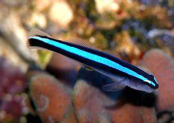 Should I get neon gobies (Elacatinus oceanops)? | Reef2Reef