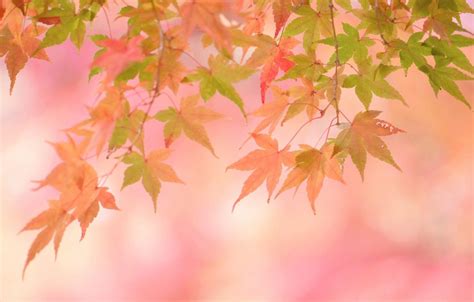 PicZene - Pink Wallpaper With Leaves