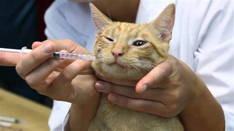 How to Give Antibiotics to Nursing Cats : Cat Care & Behavior – HousePetsCare.com