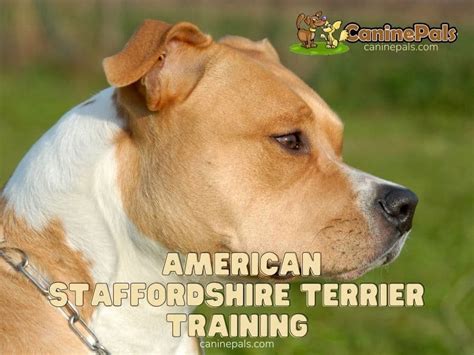 American Staffordshire Terrier Training: Techniques & Tips - Canine Pals