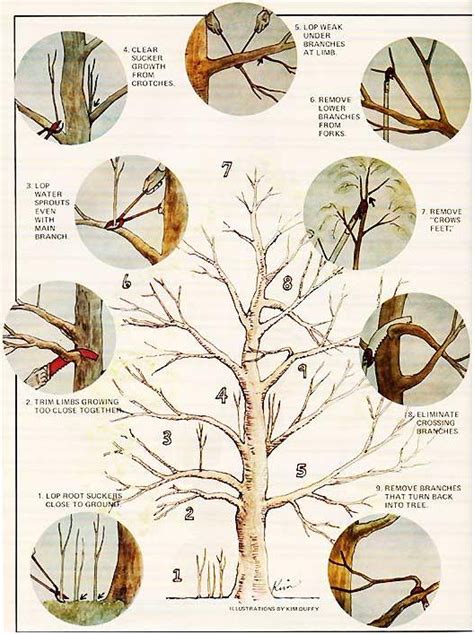 How to Prune an Apple Tree - Organic Gardening - MOTHER EARTH NEWS | Apple tree gardening, Fruit ...