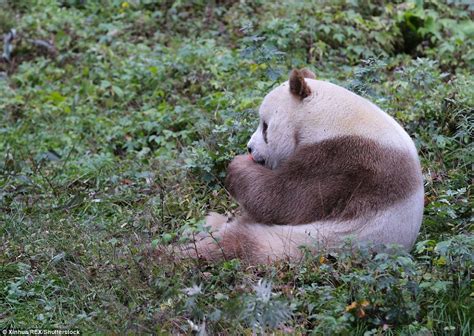 Meet the 'world's only living BROWN panda' Qizai | Brown panda, Panda, Panda names