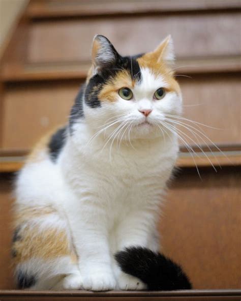 Calico Cat Breeds | The Tri-Color and Gorgeous Cat - Cats In Care