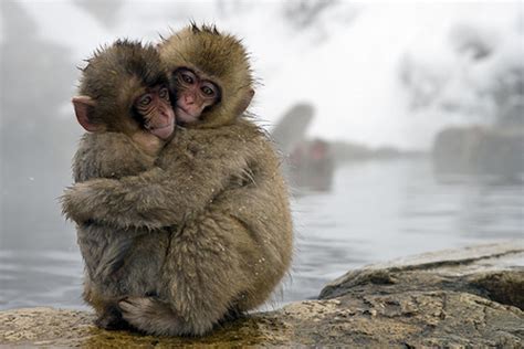 Un Spa para macacos japoneses - Japón - Ser Turista