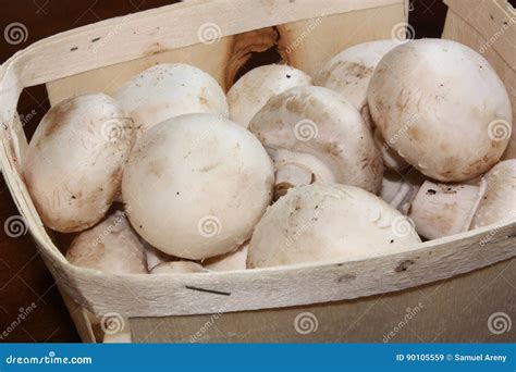 Portobello Mushroom or Cultivated Mushroom Stock Image - Image of cremini, cultivated: 90105559