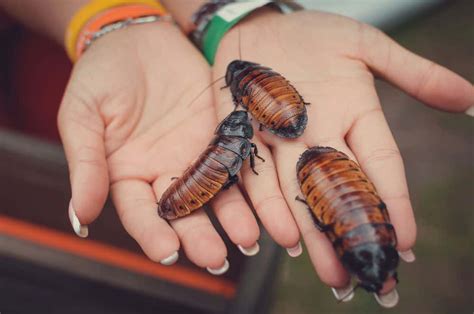 Madagascar Hissing Cockroaches: A Complete Guide - PestSeek