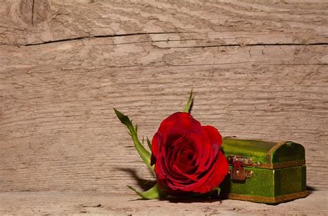 Free Images : blossom, wood, leaf, flower, bloom, green, color, red rose, deco, casket ...