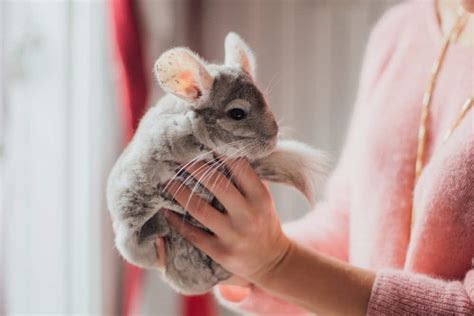 What Age Is A Chinchilla Full Grown