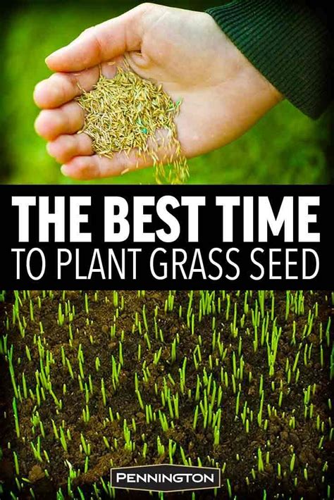 The Best Time to Plant Grass | Planting grass, Best grass seed lawn, Growing grass