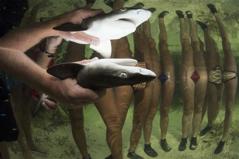 Winners of the 2019 Underwater Photographer of the Year Contest - The Atlantic