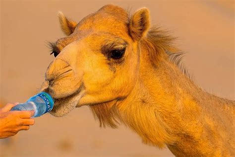 7 Animals That Drink a Lot of Water (Pictures) - Wildlife Informer