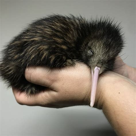 10 Fun Facts About Kiwi Birdies.