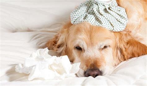 8 Tips from Animal Experts on Canine Influenza You Must Know