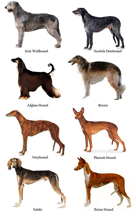 Dezzoi — Some sighthound breeds - still need to add more....