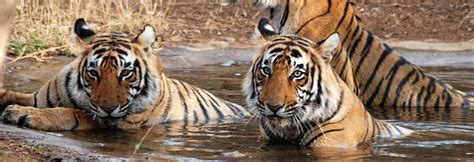 Sunderbans National Park, Sundarbans National Park West Bengal, Sunderbans Wildlife Sanctuary ...