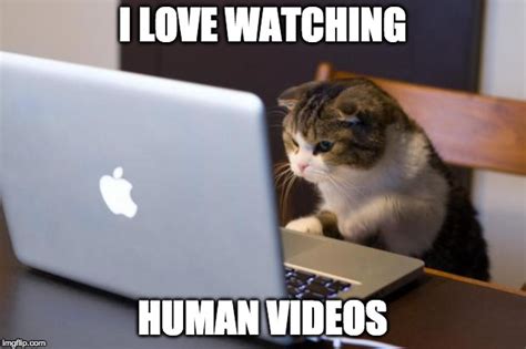 Cat using computer Memes - Imgflip