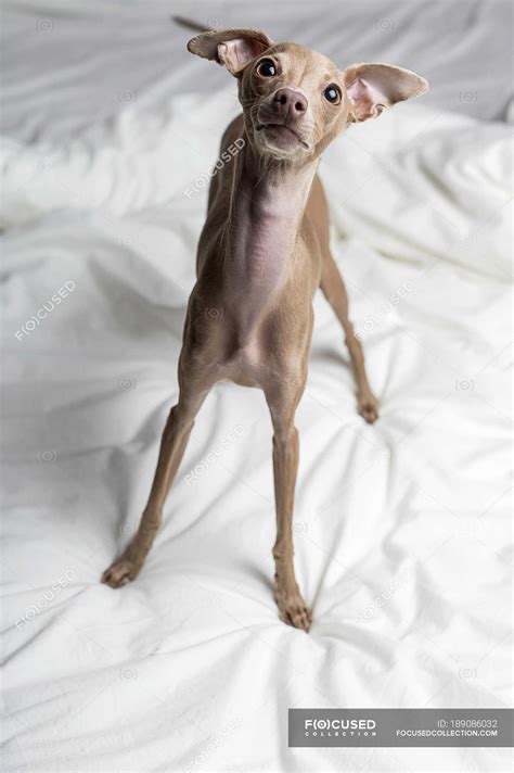 Italian Greyhound dog standing on bed and looking up — portrait ...