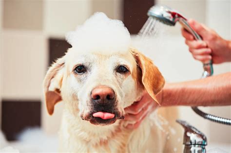 Dog Grooming Tips and Tricks: A Comprehensive Guide for Pet Owners