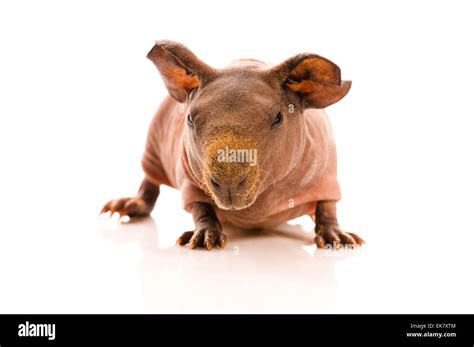 skinny guinea pig Stock Photo - Alamy