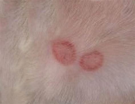 What Causes Skin Sores On Dogs