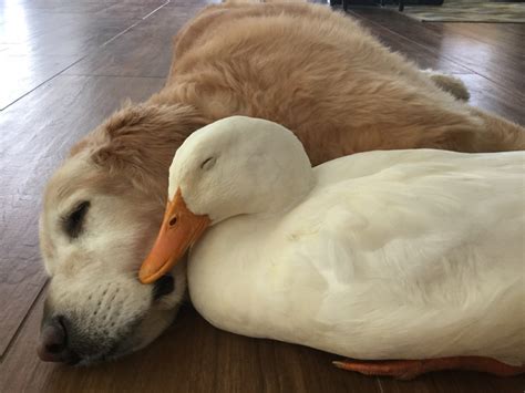 Photos of Unexpected Animal Friends at Zoos, in Wildlife - Business Insider