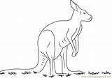 Kangaroo Coloring Page For Kids  Free Kangaroo Printable Coloring sketch template