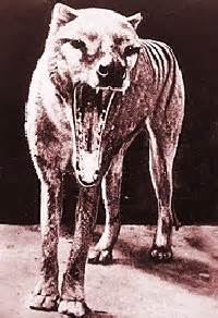 Thylacine clone too hard, say critics › News in Science (ABC Science)