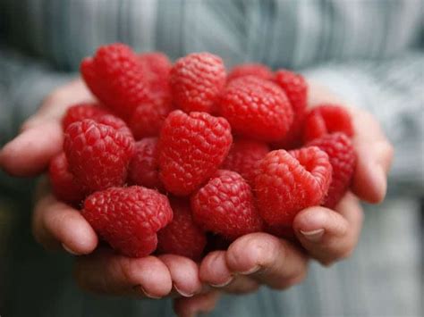 Christmas Hills Raspberry Farm Café - Tasting Trail Tasmania