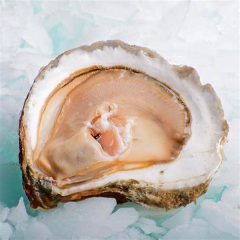 Belon Oysters N1 - Royale Gourmet